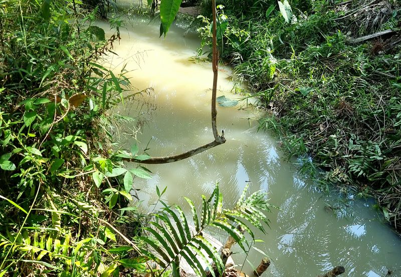 Kuala Kangsar, Manong Freehold Nice Durian Farm For Sale 