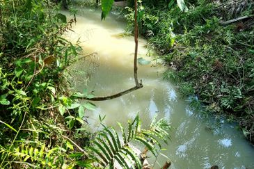 Kuala Kangsar, Manong Freehold Nice Durian Farm For Sale 