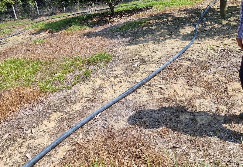 Kuala Kangsar, Manong Freehold Nice Durian Farm For Sale 