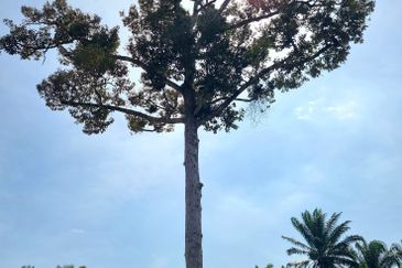 Kuala Kangsar, Manong Freehold Nice Durian Farm For Sale 