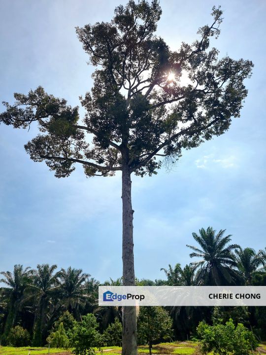 Kuala Kangsar, Manong Freehold Nice Durian Farm For Sale , Perak, Kuala Kangsar