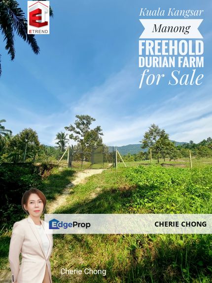 Kuala Kangsar, Manong Freehold Nice Durian Farm For Sale , Perak, Kuala Kangsar