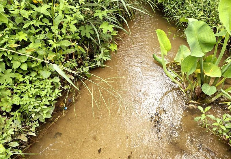 Kuala Kangsar, Kati Freehold Durian Farm For Sale 