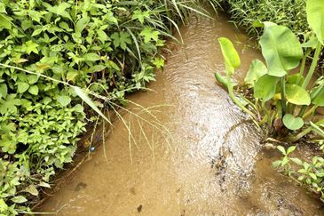 Kuala Kangsar, Kati Freehold Durian Farm For Sale 