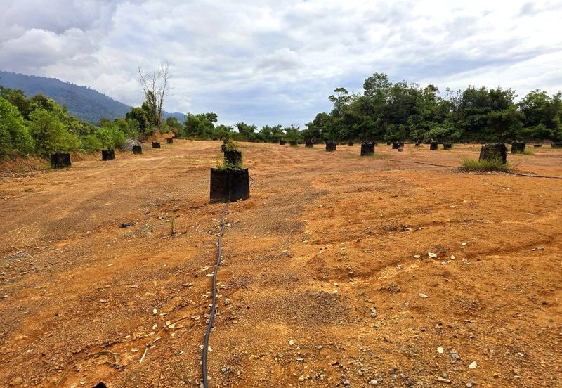 Kuala Kangsar, Kati Freehold Durian Farm For Sale 