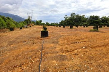 Kuala Kangsar, Kati Freehold Durian Farm For Sale 