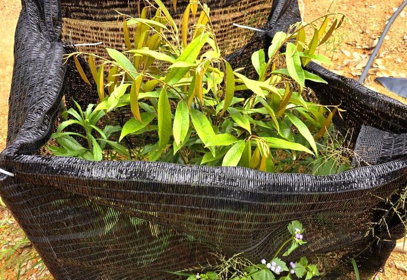 Kuala Kangsar, Kati Freehold Durian Farm For Sale 