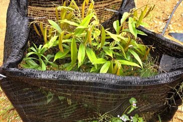 Kuala Kangsar, Kati Freehold Durian Farm For Sale 