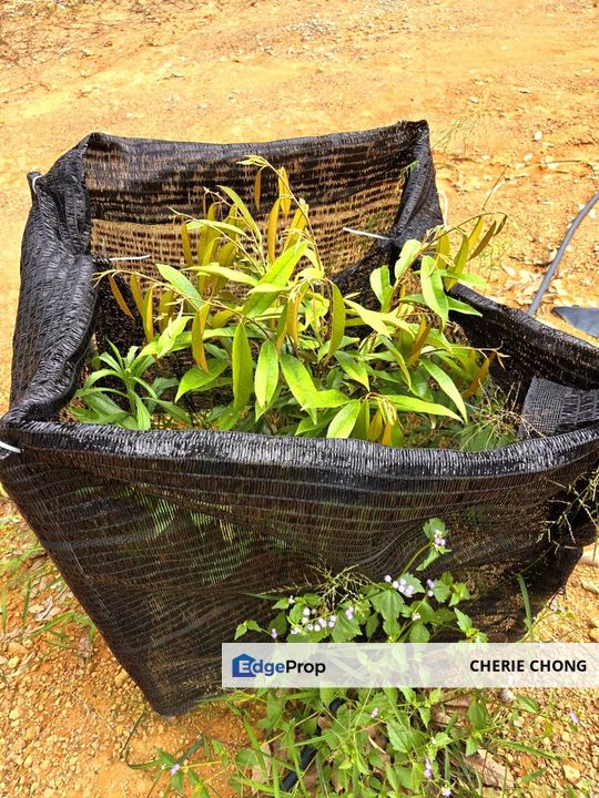 Kuala Kangsar, Kati Freehold Durian Farm For Sale , Perak, Kuala Kangsar