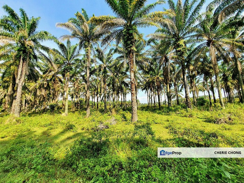 Gopeng Ipoh Country Park Near Gopeng Town 1 Acre Agriculture Land , Perak, Gopeng