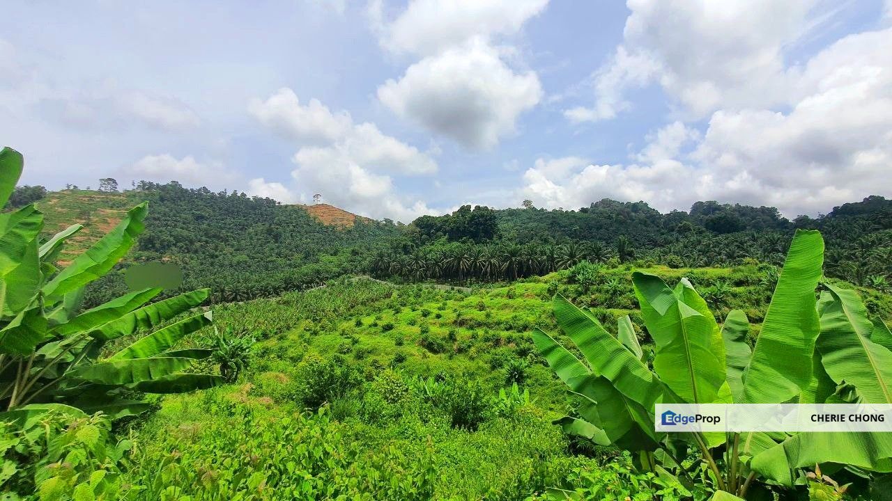 Rare Investment Sungai Siput 150 Acres Freehold Prime Agricultural Land With Complete Irrigation System & Secure Fencing , Perak, Kuala Kangsar