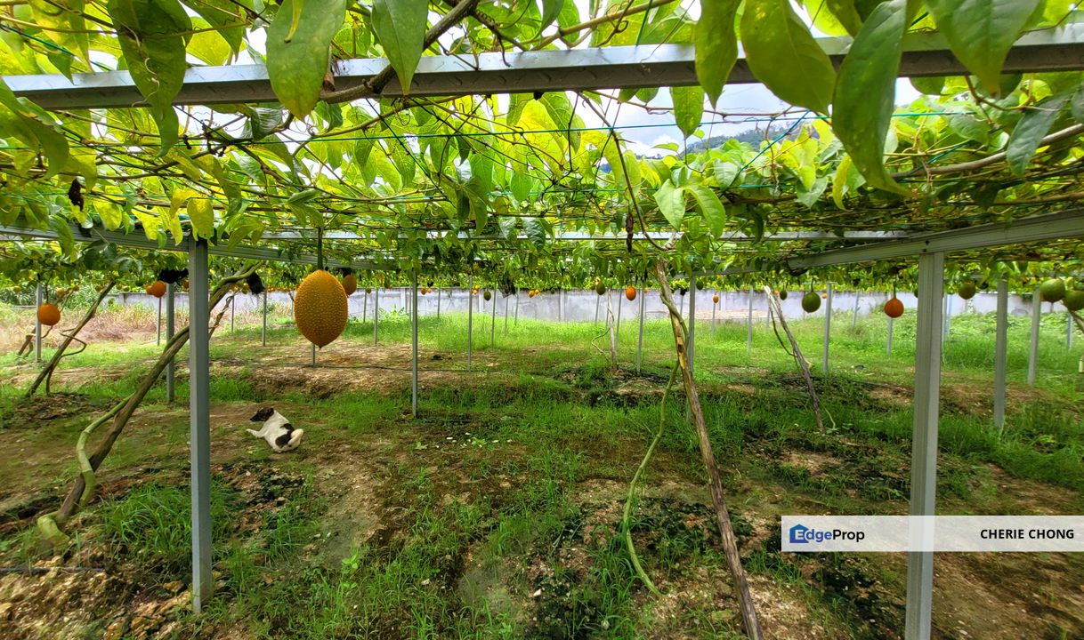 Rare Investment Sungai Siput 150 Acres Freehold Prime Agricultural Land With Complete Irrigation System & Secure Fencing , Perak, Kuala Kangsar