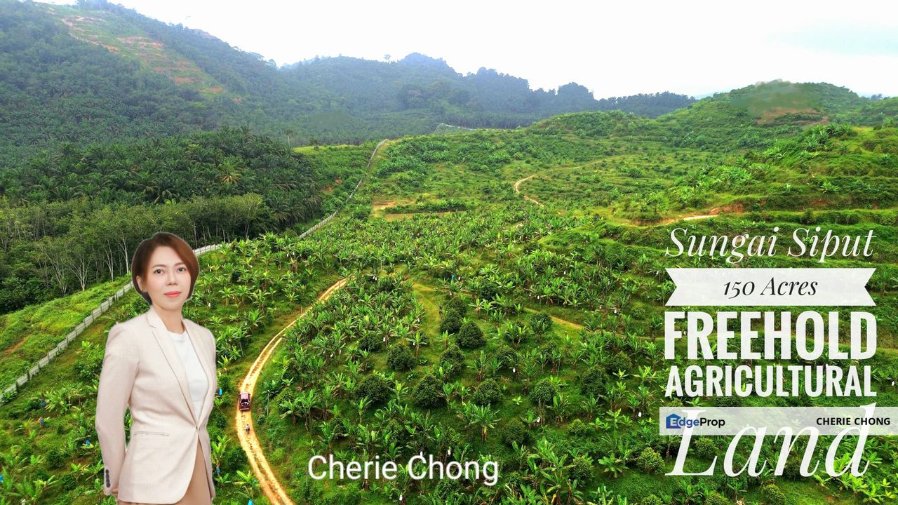 Rare Investment Sungai Siput 150 Acres Freehold Prime Agricultural Land With Complete Irrigation System & Secure Fencing , Perak, Kuala Kangsar
