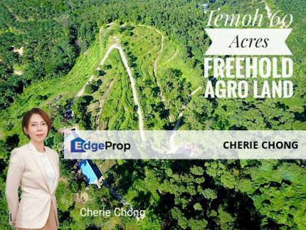 Temoh 60 Acres Freehold Agricultural Land With Old Trees Durian Best For Campsite , Perak, Temoh