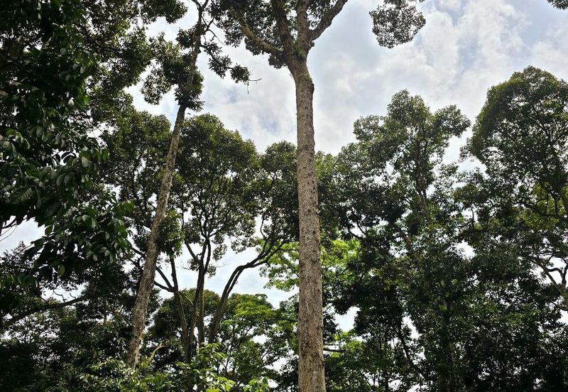 Kuala Kangsar Jerlun Freehold Agricultural Land Facing Main Road Suitable Corporate Land Acquisition 