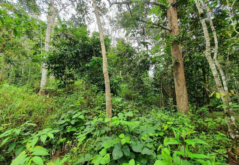 Kuala Kangsar Prime Freehold Development Land Nearby University Azlan Shah Best For Investment 