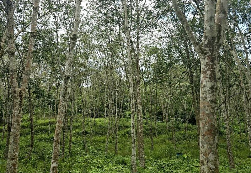 Kuala Kangsar Prime Freehold Agriculture Land Nearby Housing Area 