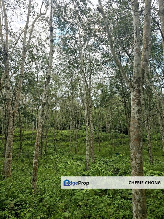 Kuala Kangsar Prime Freehold Agriculture Land Nearby Housing Area , Perak, Kuala Kangsar