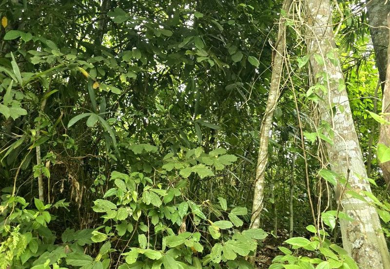 Kuala Kangsar Prime Freehold Agriculture Land Nearby Housing Area 