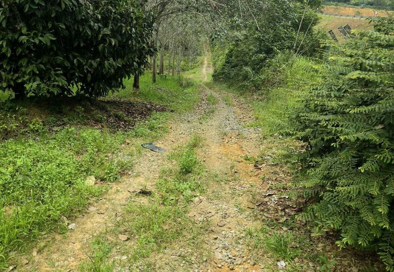 Kuala Kangsar Prime Freehold Agriculture Land Nearby Housing Area 