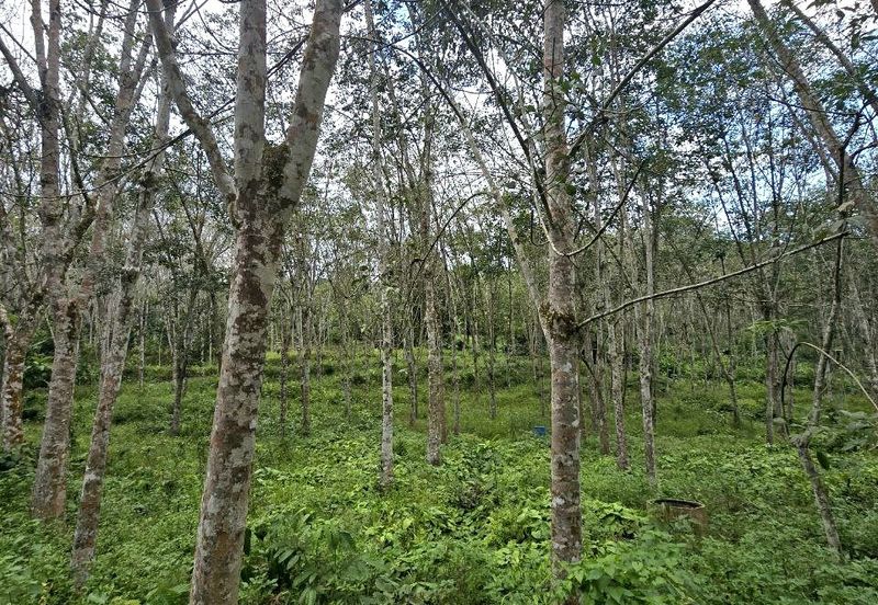 Kuala Kangsar Prime Freehold Agriculture Land Suitable For Durian Cultivation 