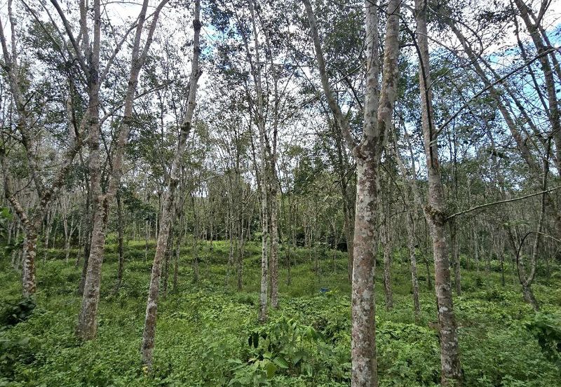 Kuala Kangsar Prime Freehold Agriculture Land Suitable For Durian Cultivation 