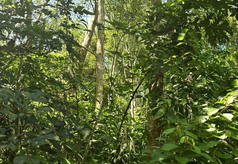 Kuala Kangsar Liman Kati Freehold Agricultural Land With Rubber & Durian 