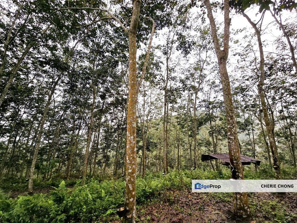 Sungai Siput Salak Utara Freehold Agriculture Land , Perak, Kuala Kangsar