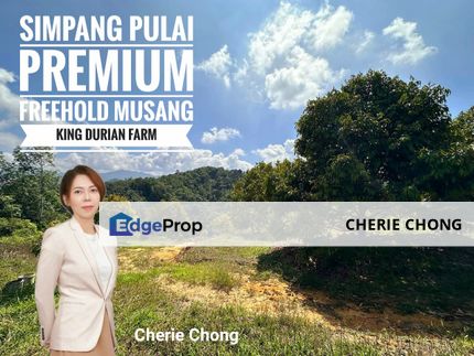 Simpang Pulai Premium Freehold Musang King Durian Farm Near Main Road , Perak, Ipoh
