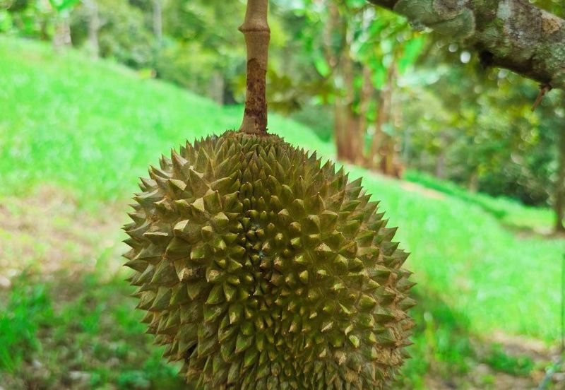 Kuala Kangsar Liman Kati Freehold Durian Orchard With High Yield & Good Harvest 