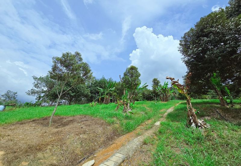 Kuala Kangsar Liman Kati Freehold Durian Orchard With High Yield & Good Harvest 
