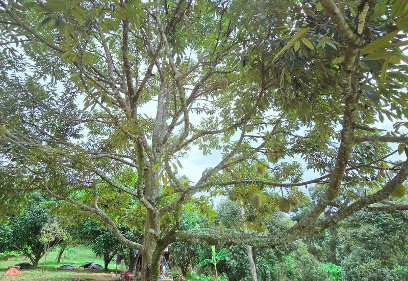 Kuala Kangsar Liman Kati Freehold Durian Orchard With High Yield & Good Harvest 