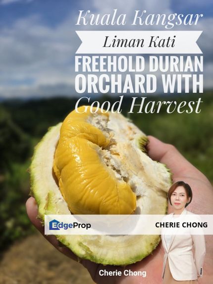 Kuala Kangsar Liman Kati Freehold Durian Orchard With High Yield & Good Harvest , Perak, Kuala Kangsar