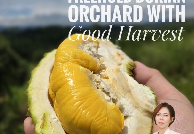Kuala Kangsar Liman Kati Freehold Durian Orchard With High Yield & Good Harvest 