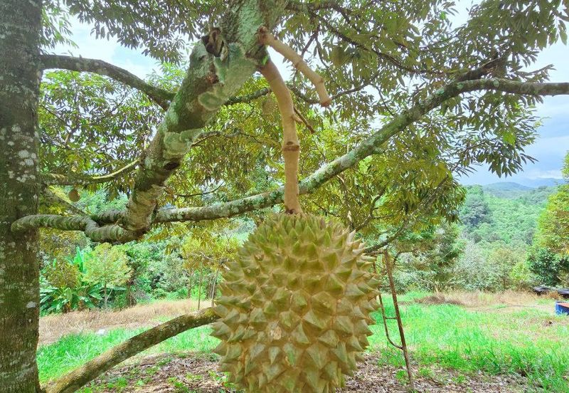 Kuala Kangsar Liman Kati Freehold Durian Orchard With High Yield & Good Harvest 
