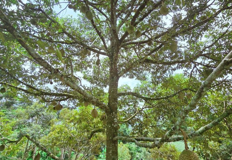 Kuala Kangsar Liman Kati Freehold Durian Orchard With High Yield & Good Harvest 