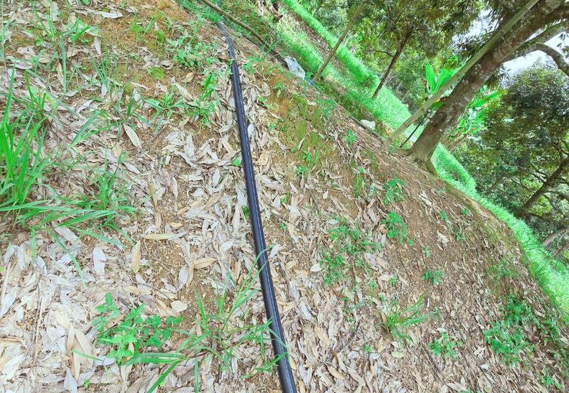 Kuala Kangsar Liman Kati Freehold Durian Orchard With High Yield & Good Harvest 