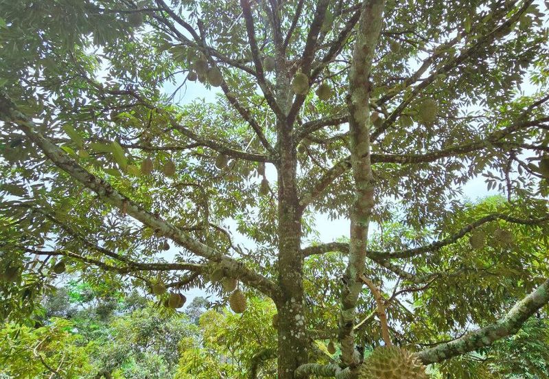 Kuala Kangsar Liman Kati Freehold Durian Orchard With High Yield & Good Harvest 