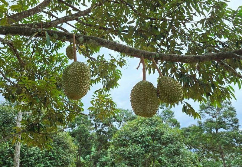 Kuala Kangsar Liman Kati Freehold Durian Orchard With High Yield & Good Harvest 