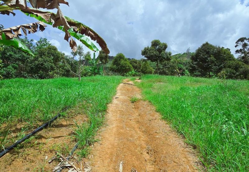 Kuala Kangsar Liman Kati Freehold Durian Orchard With High Yield & Good Harvest 
