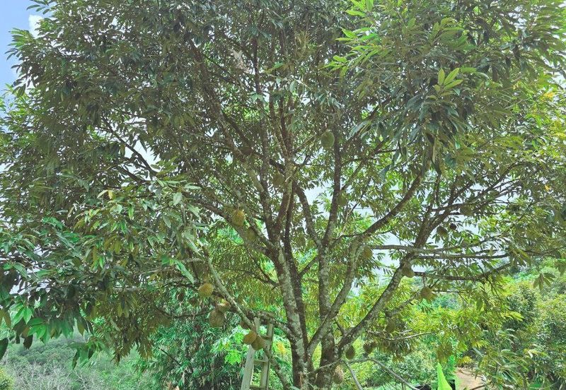 Kuala Kangsar Liman Kati Freehold Durian Orchard With High Yield & Good Harvest 