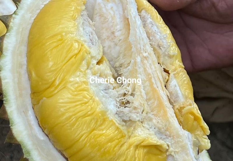 Kuala Kangsar Liman Kati Freehold Durian Orchard With High Yield & Good Harvest 