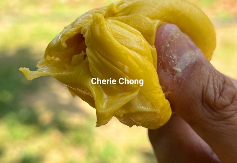 Kuala Kangsar Liman Kati Freehold Durian Orchard With High Yield & Good Harvest 