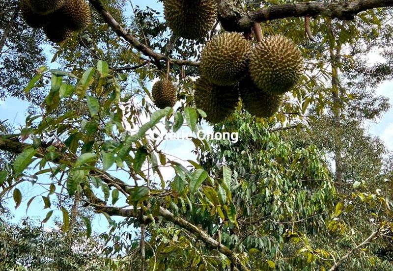 Kuala Kangsar Liman Kati Freehold Durian Orchard With High Yield & Good Harvest 