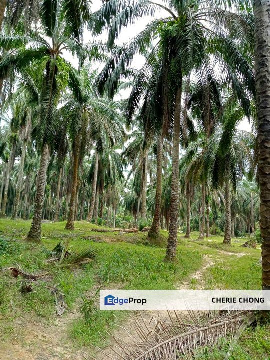 Perak Selama 3 Pieces Prime Freehold Palm Oil Land With Reserved Road , Perak, Selama