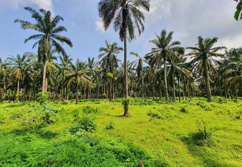 Langkap Agricultural Land