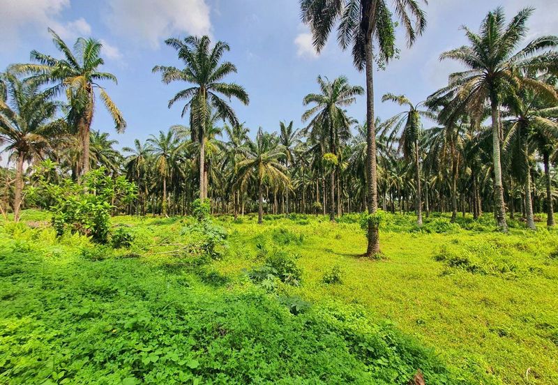 Langkap Agricultural Land