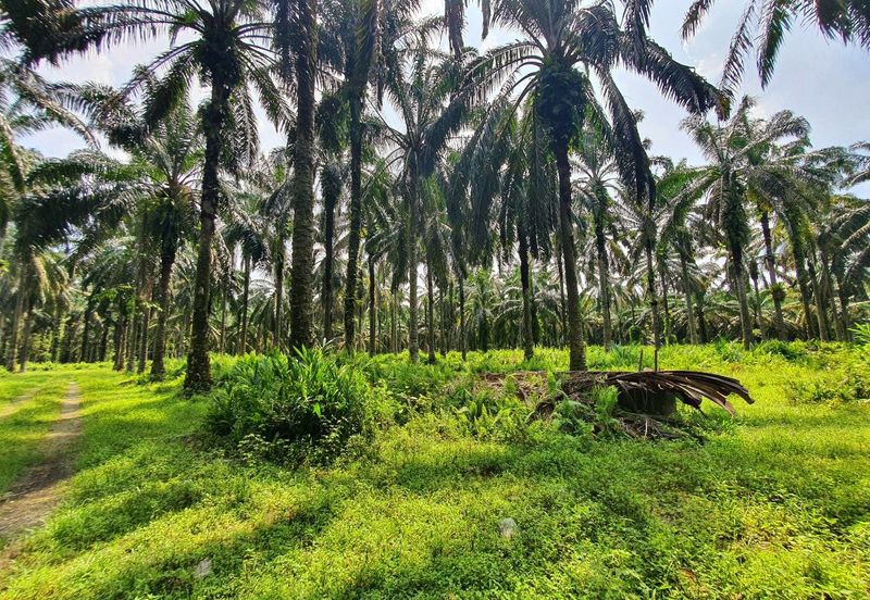 Langkap Agricultural Land