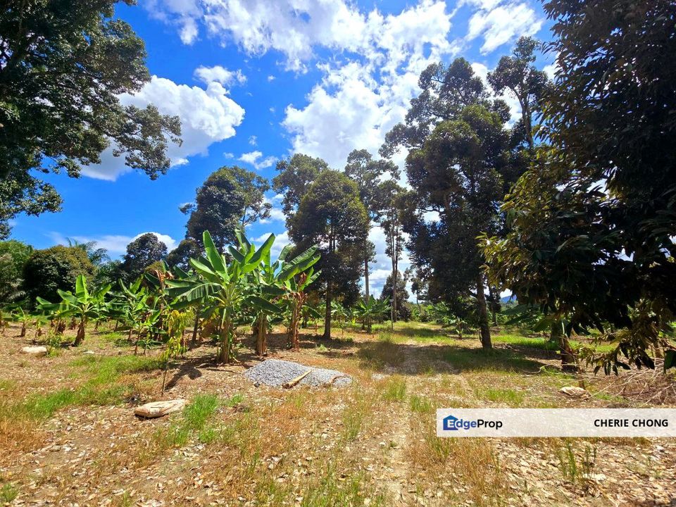 Kuala Kangsar Manong Prime Freehold Durian Farm With Immediate Income , Perak, Ipoh