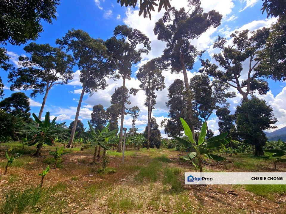 Kuala Kangsar Manong Prime Freehold Durian Farm With Immediate Income , Perak, Ipoh